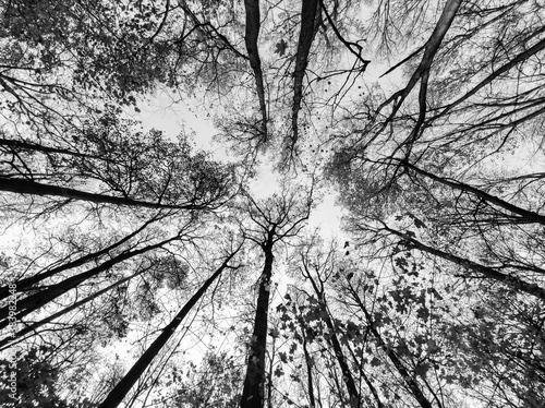Trees from below. Black and white forest silhouette