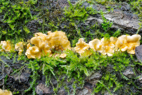 Possibly Dacrymyces chrysospermus but found in France. This fungus has been reported in Britain.
 photo