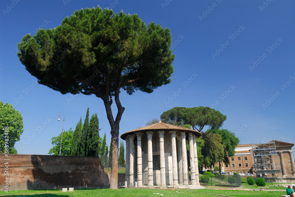 Pine tree with Temple of Hercules in Rome