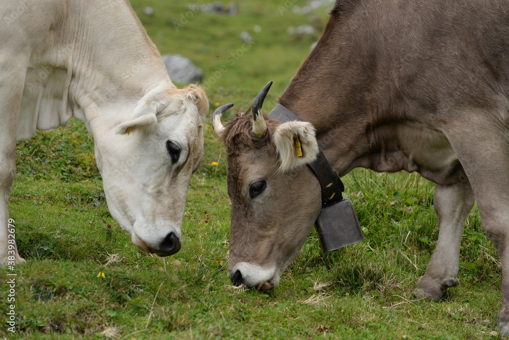 Kühe auf der alm Kühe auf der alm