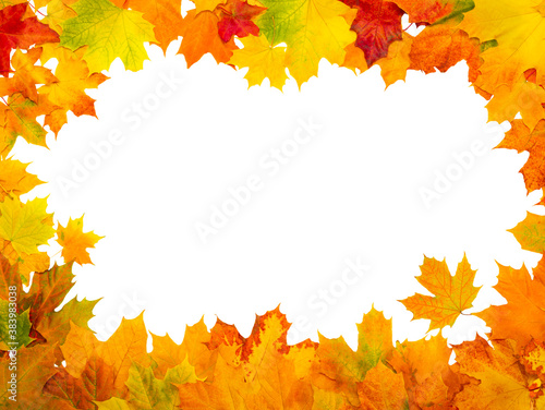 Maple autumn leaves frame on isolated white background