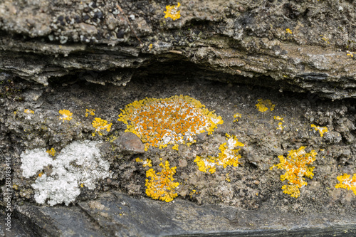 The leafy lichen or Xanthoria parietina, growing on a stone wall.
 photo