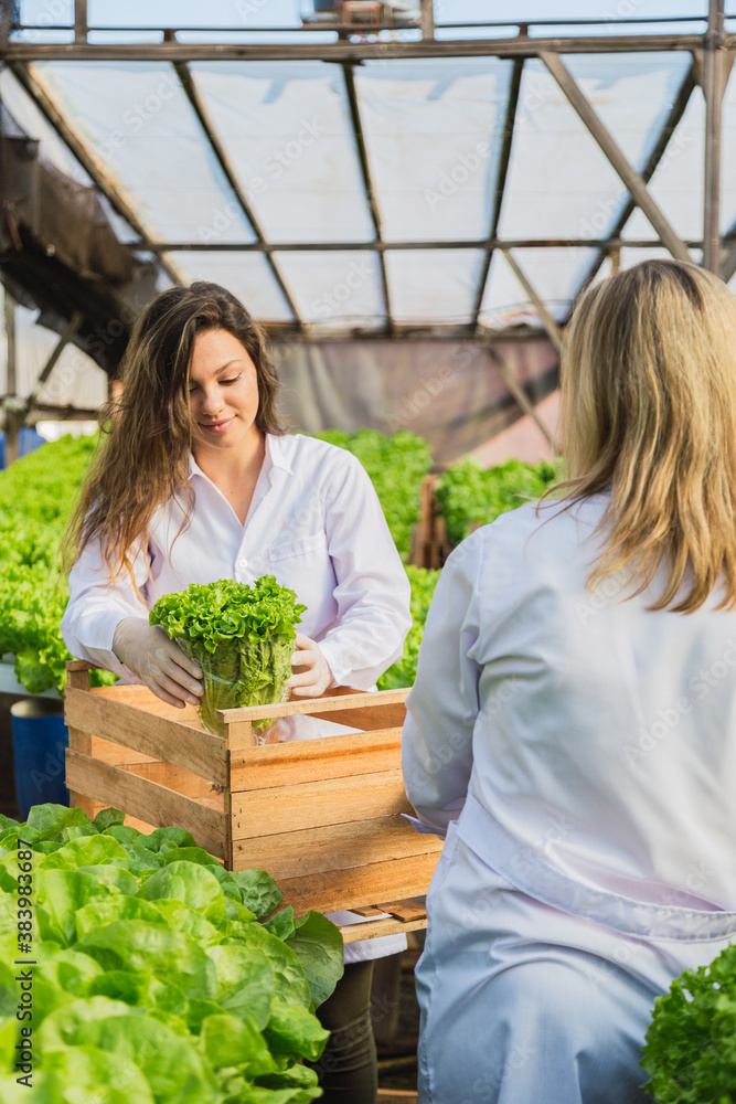 Obraz premium Womans harvests hydroponic lettuce. Hydroponic lettuce. Farm and technology concept.