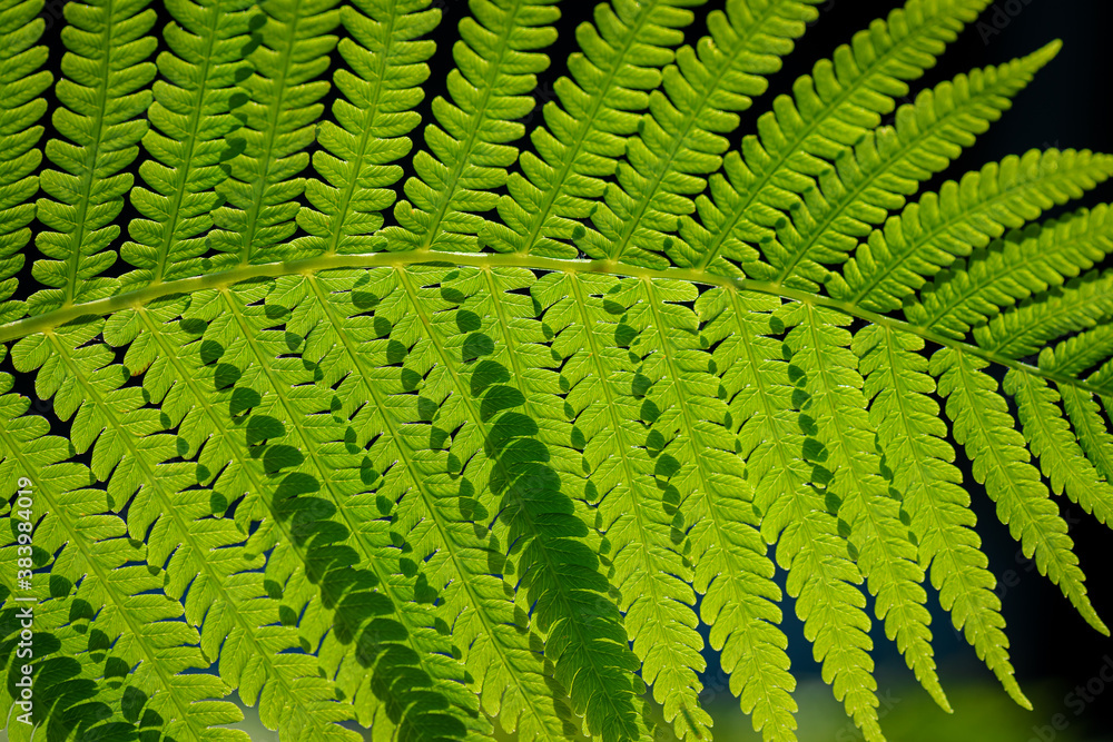 Green leaf. Symbol Wildlife Ecology. Green leaf of fern black background. Wildlife Paportik. Green leaf. Symbol Wildlife Ecology. Green leaf of fern black background. Wildlife Paportik.