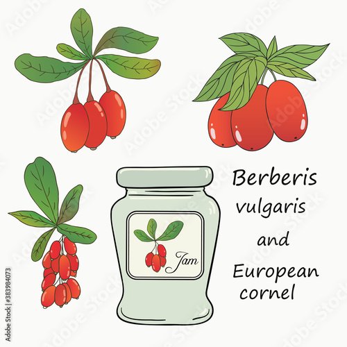 Organic collection. Vector hand drawn illustration of barberry and european cornel plants on a white background