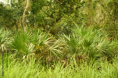 Saw Palmetto or Serenoa repens slow growing tropical palm plant bears fruit native of Florida 