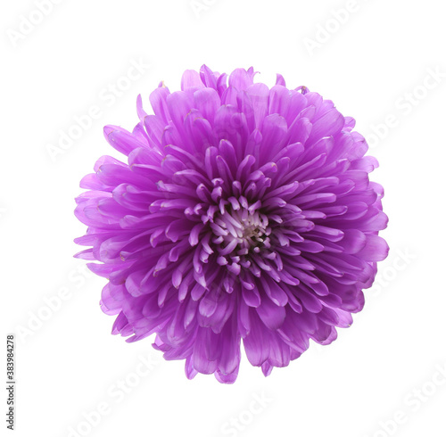 Beautiful purple aster isolated on white  top view.  Autumn flower