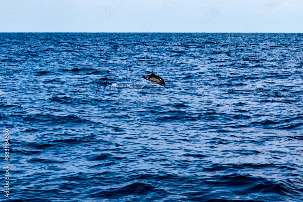 Naklejka premium Dolphins jump into the sea. Underwater world.