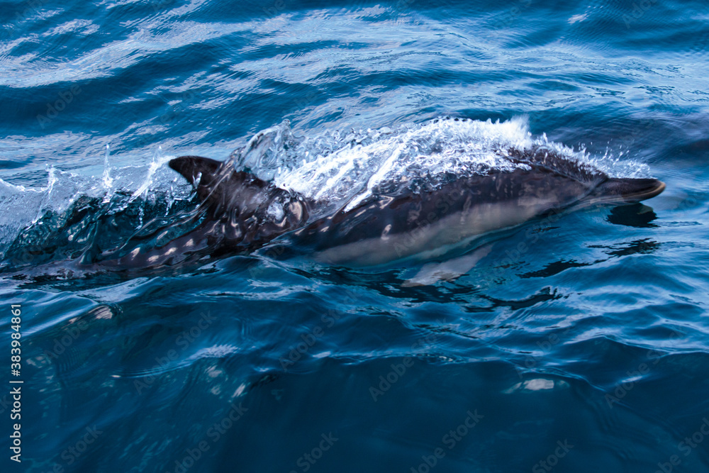 Dolphins jump into the sea. Underwater world. Dolphins jump into the sea. Underwater world.