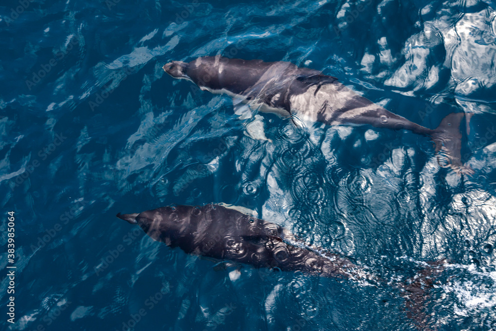 Naklejka premium Dolphins jump into the sea. Underwater world.