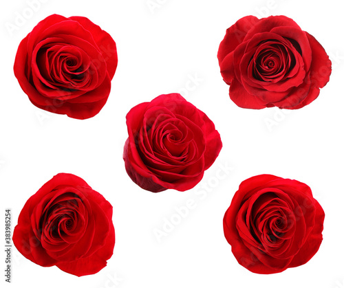 Set of beautiful red roses on white background