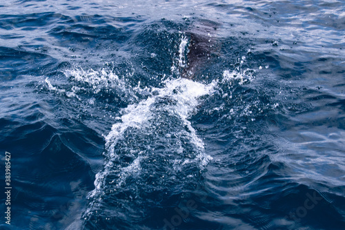 Dolphins jump into the sea. Underwater world. © Tatyana Khodorchenko