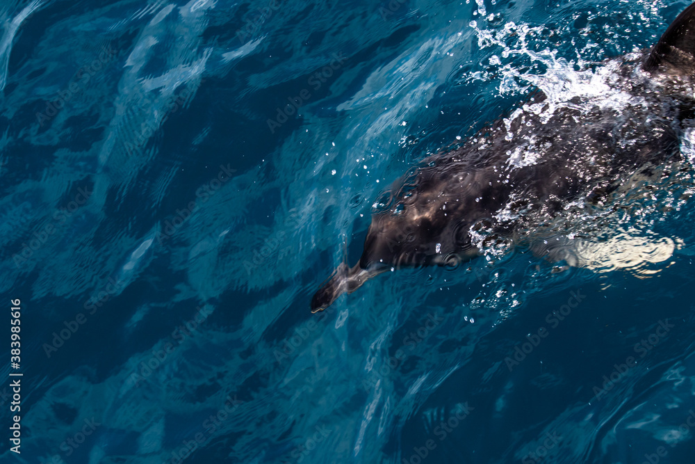 Fototapeta premium Dolphins jump into the sea. Underwater world.