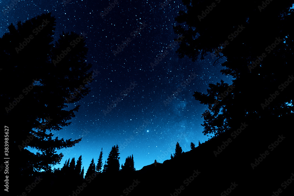 Stars at night in the forest