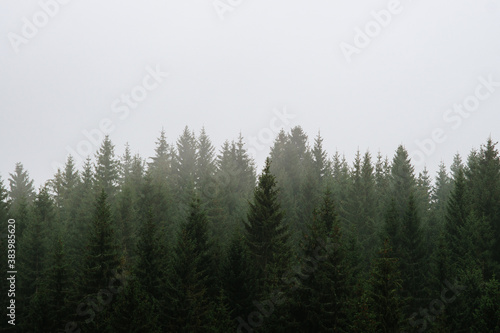 fog in the woods with pine trees