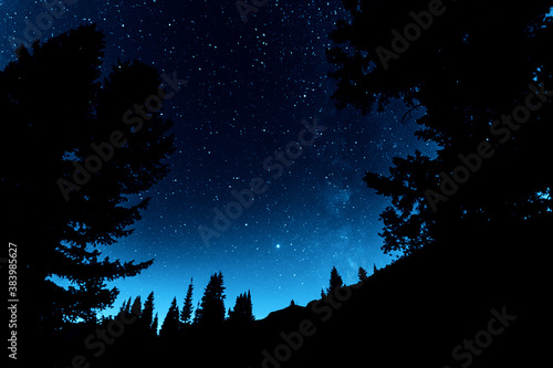 Stars at night in the forest