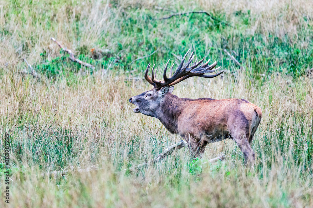 Big old red deer with huge antlers roaring while running in the wilderness Big old red deer with huge antlers roaring while running in the wilderness