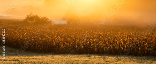 amazing panorama of golden corn fields in autumn sunrise © Melinda Nagy