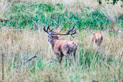 Big old red deer with huge antlers roaring in the wilderness while a hind is walking away blurred in the background © Tomas
