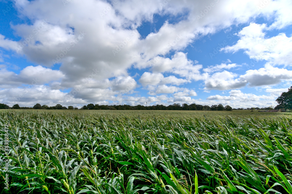 Corn field in the north of France (Brittany) under autumn sky after wind storm Corn field in the north of France (Brittany) under autumn sky after wind storm