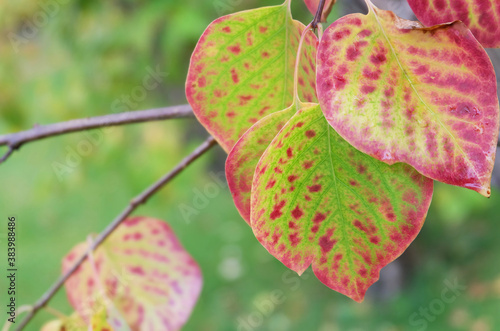 Colorful autumn lilac leaves on a branch  autumn background for banner  poster  postcard and other designs.
