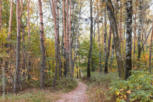 Path in the autumn wood © Ilya Mikhaylov