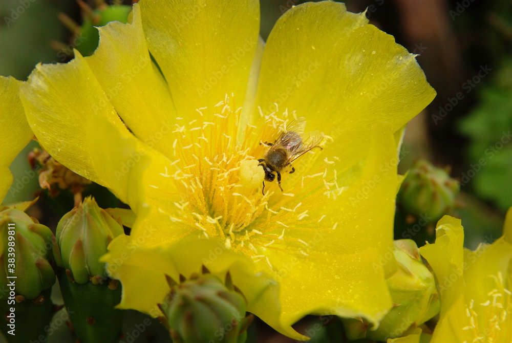 Foto Cactus Opuntia 1