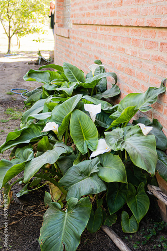 planta de albahaca vista cenital cordoba argentina photo