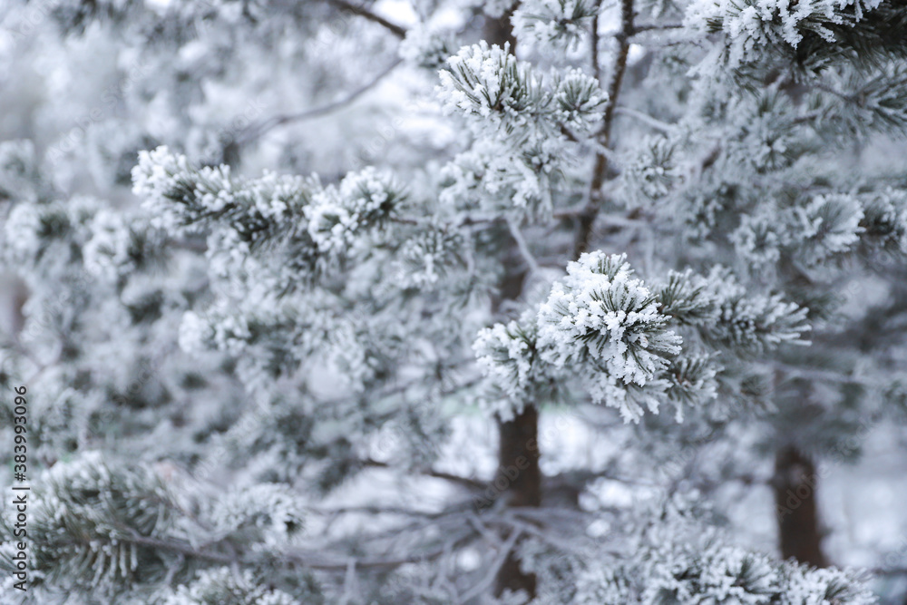 A snowy branch of pine or fir tree with blur background A snowy branch of pine or fir tree with blur background