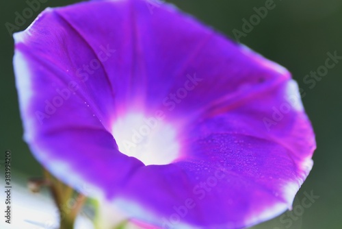 Morning glory flowers   Convolvulaceae annual plant