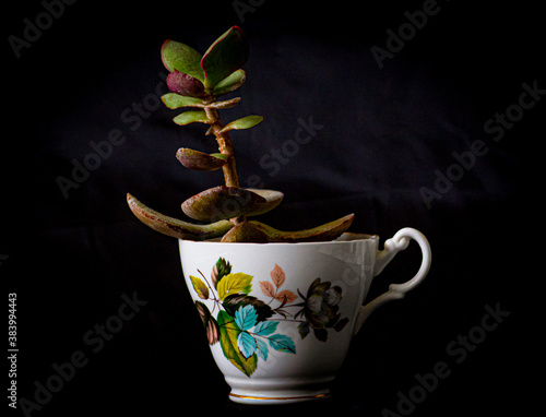 Succulent in Cup