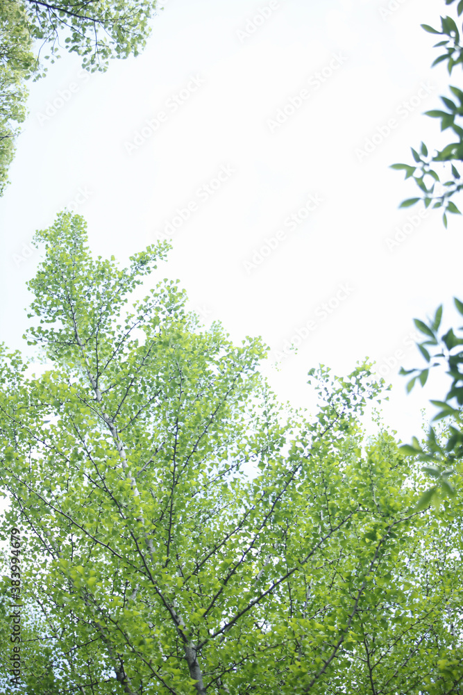 Fototapeta premium 新緑の葉と空