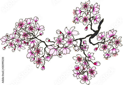 hand drawn sakura flower or Cherry branches vector set.Hand drawn sakura flower or Japanese cherry blossom vector.Plum flower vector set.Peach blossom isolate on white backgroud