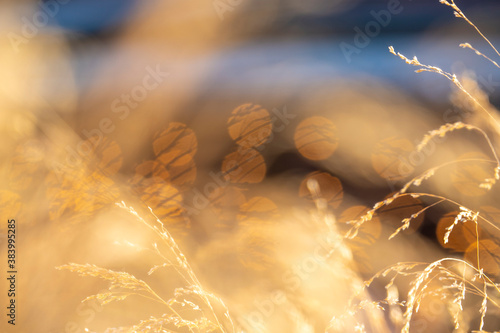 Abstract image with yellow spikelets and grass on the background of lights.