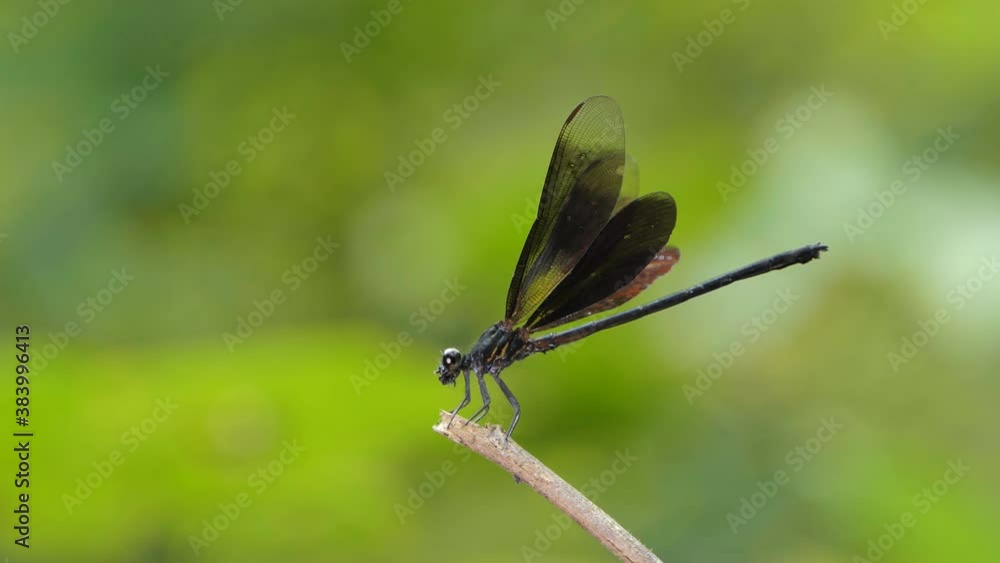 Black Velvetwing Dragonfly on branch in tropical rain forest. Black Velvetwing Dragonfly on branch in tropical rain forest.