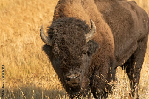 Bison (Bison bison) feeding in thermal area;  Yellowstone NP;  Wyoming photo