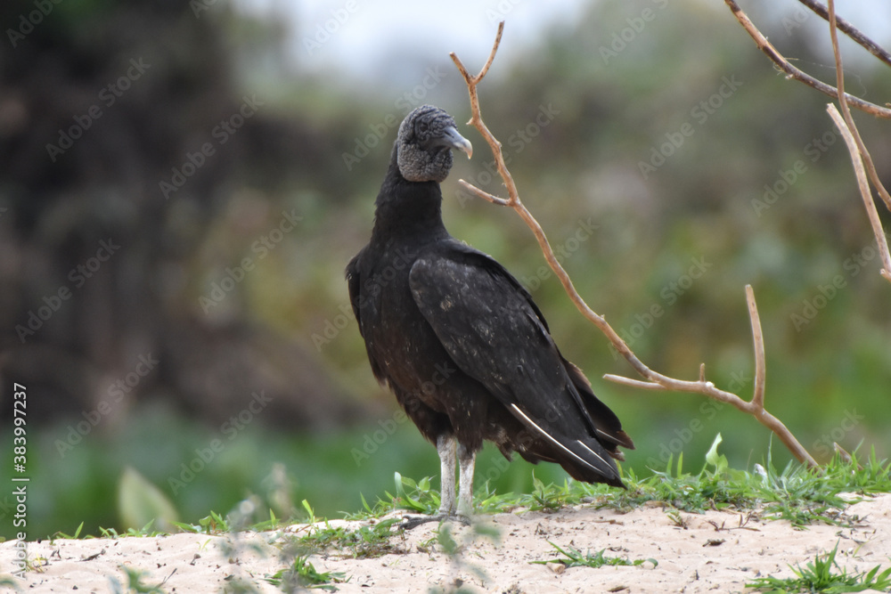 Fototapeta premium Black vulture in the Pantanal, Brazil