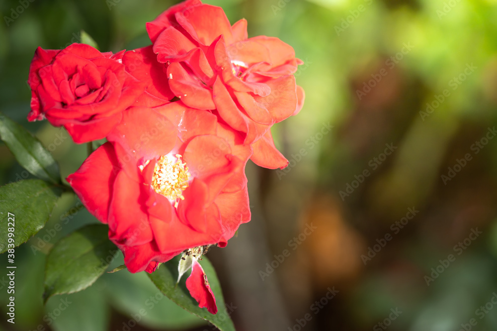 Obraz premium Roses in the garden
