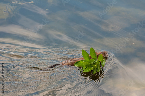 Muskrat carrying vegetation to his den for food and house building