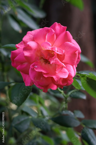 vibrant pink rose bloom with blurred background