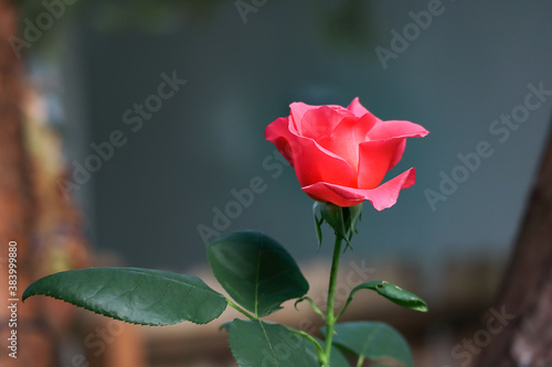 close up of a coral pink rose bloom