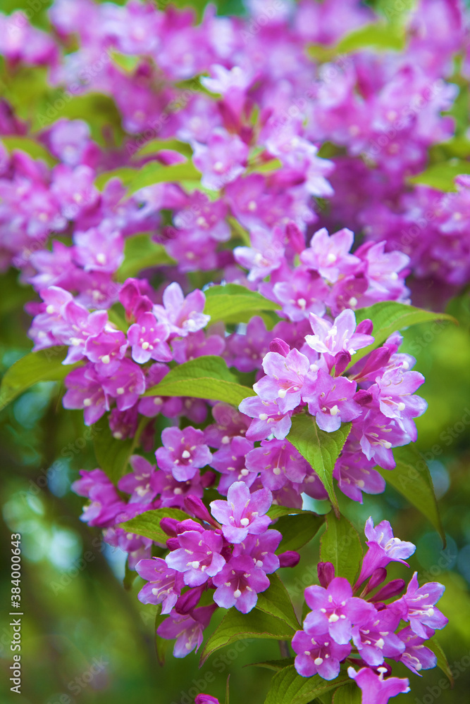 谷空木の花 谷空木の花