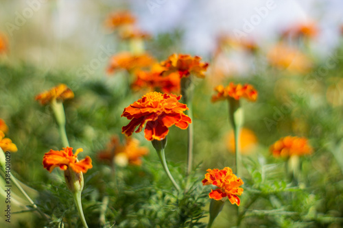 Orange flowers with bokeh background. Copy sapce