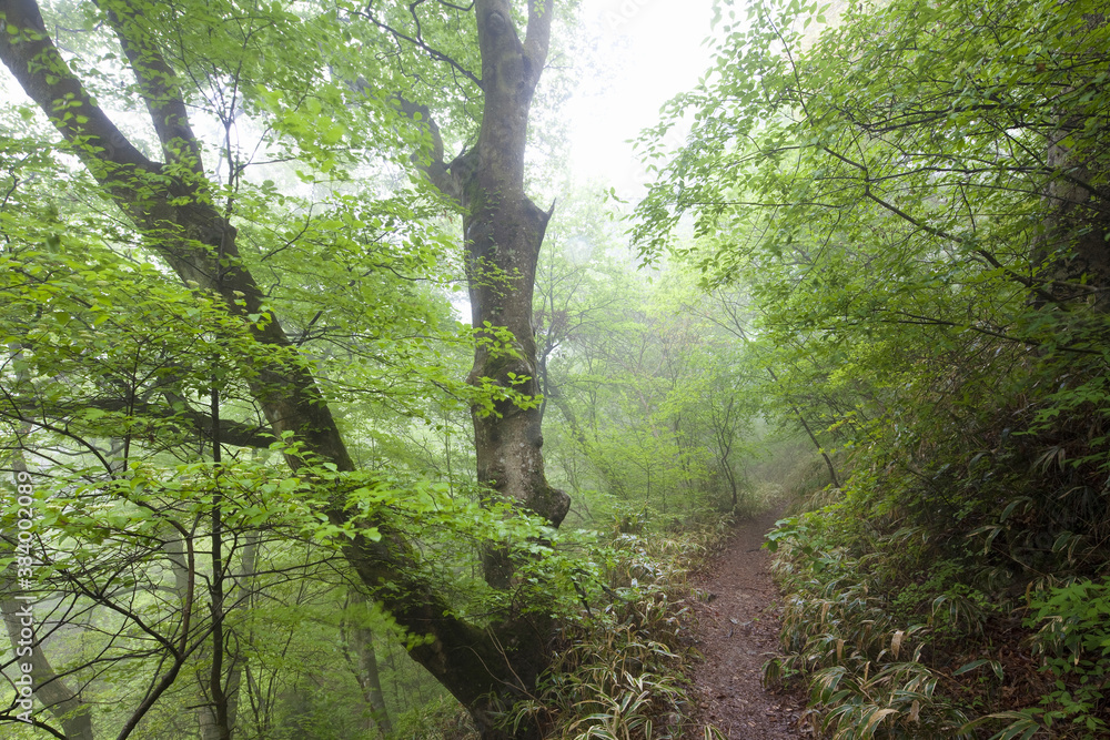 Fototapeta premium ブナ林の山道