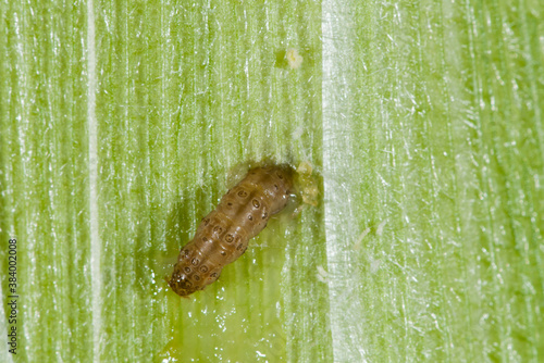 European corn borer larva eating his way through an ear of corn. photo