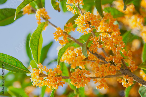 キンモクセイの花	