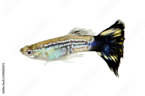 Cobra Guppy fish aquarium fish Poecilia reticulata colorful rainbow tropical