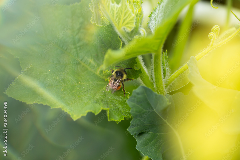 Bumble bee on plant soft sunlight Bumble bee on plant soft sunlight