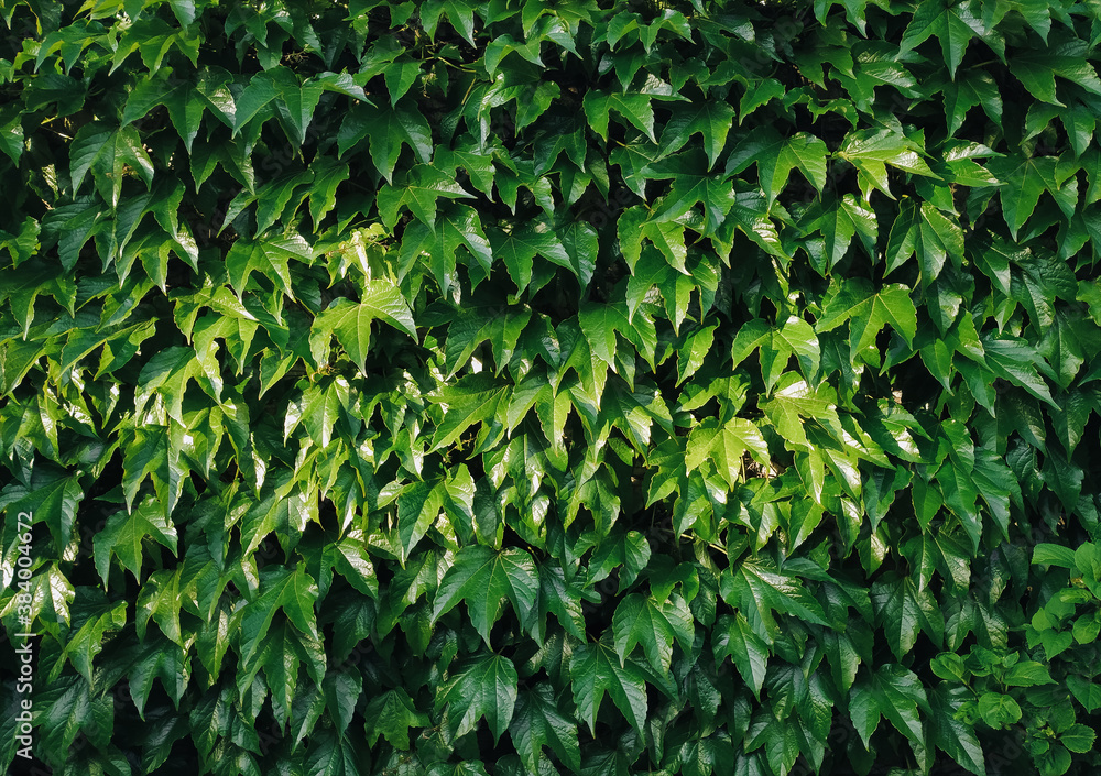 Fototapeta premium Many green wild grape leaves. Natural background.