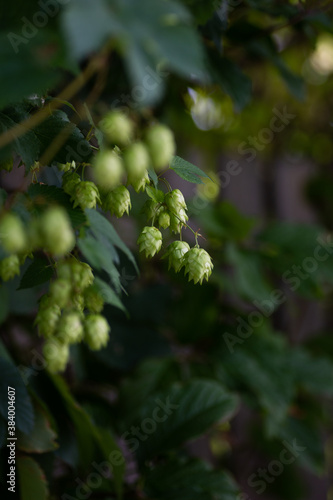 Fresh hops growing on a vine